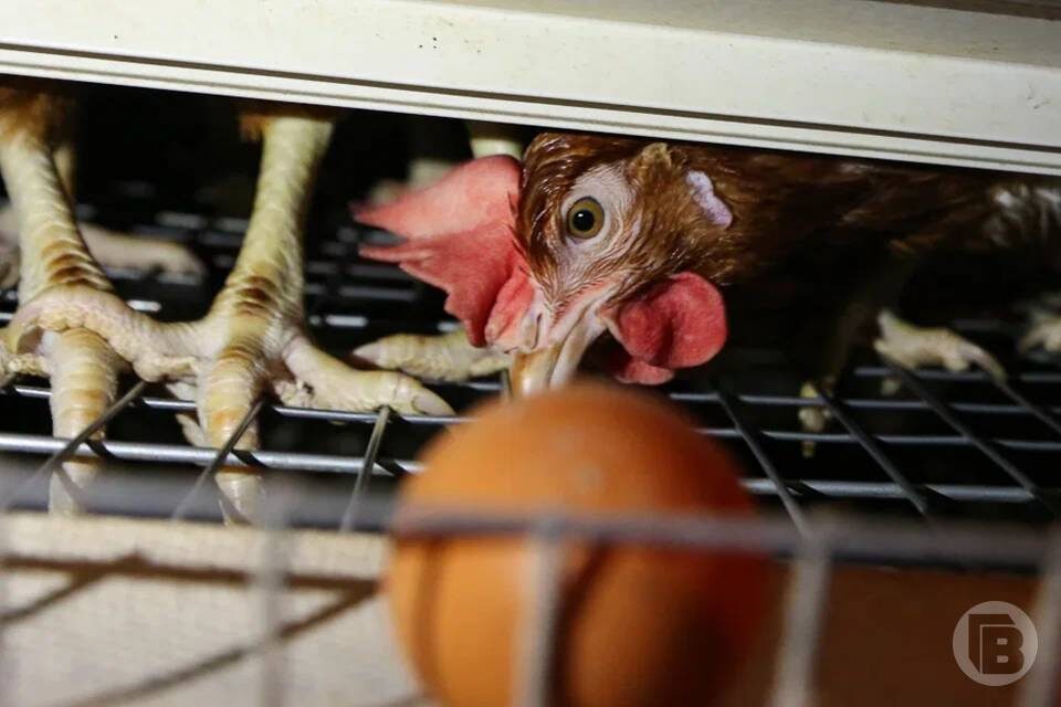    фото: Дмитрий Рогулин / "Городские вести"