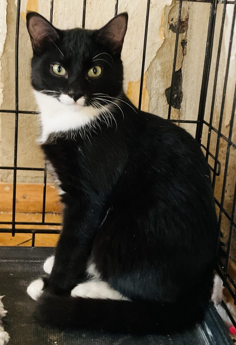 Гек, 4 месяца