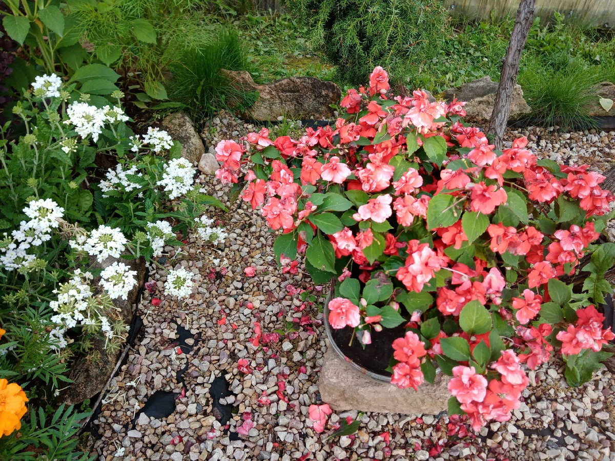 Бальзамины в августе