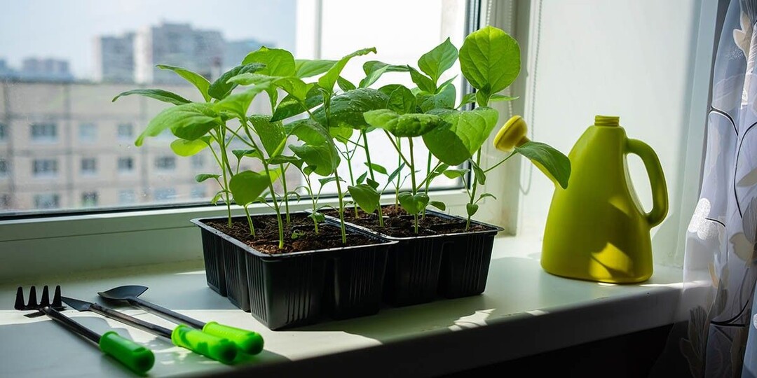 Когда сажать баклажаны на рассаду в 2026 году