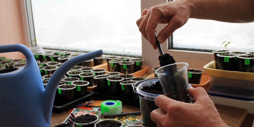 Пикировка растений: как пересадить рассаду и не повредить ее