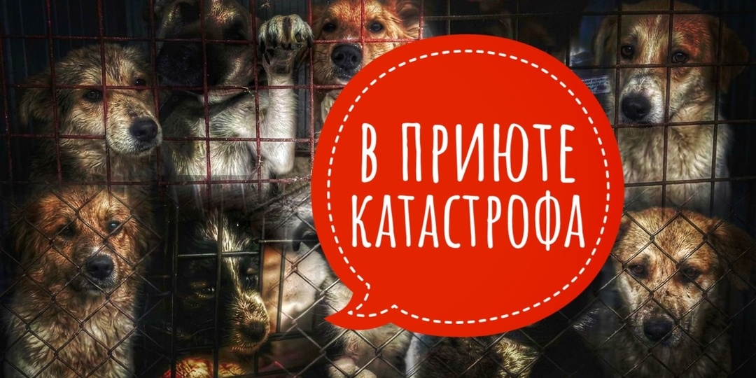 Больше не можем выкраивать на каждую банку корма! Мы в отчаянье!!!