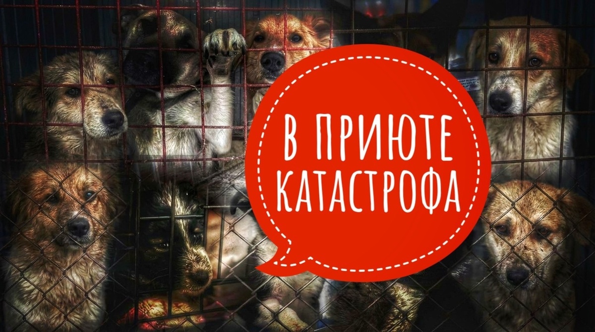 Нет корма ВООБЩЕ! Нужны опекуны, нужна помощь!