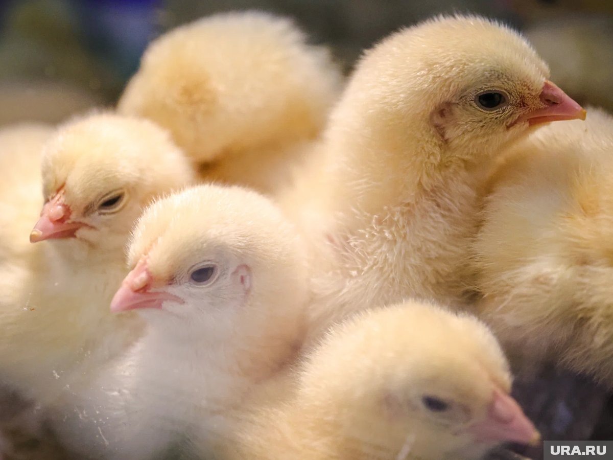     Проект сейчас находится на стадии проработки