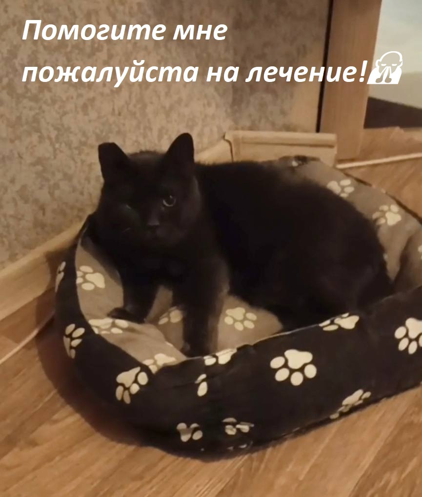 Спасибо большое всем, кто не проходит мимо и помогает мне! 🙏😽💞