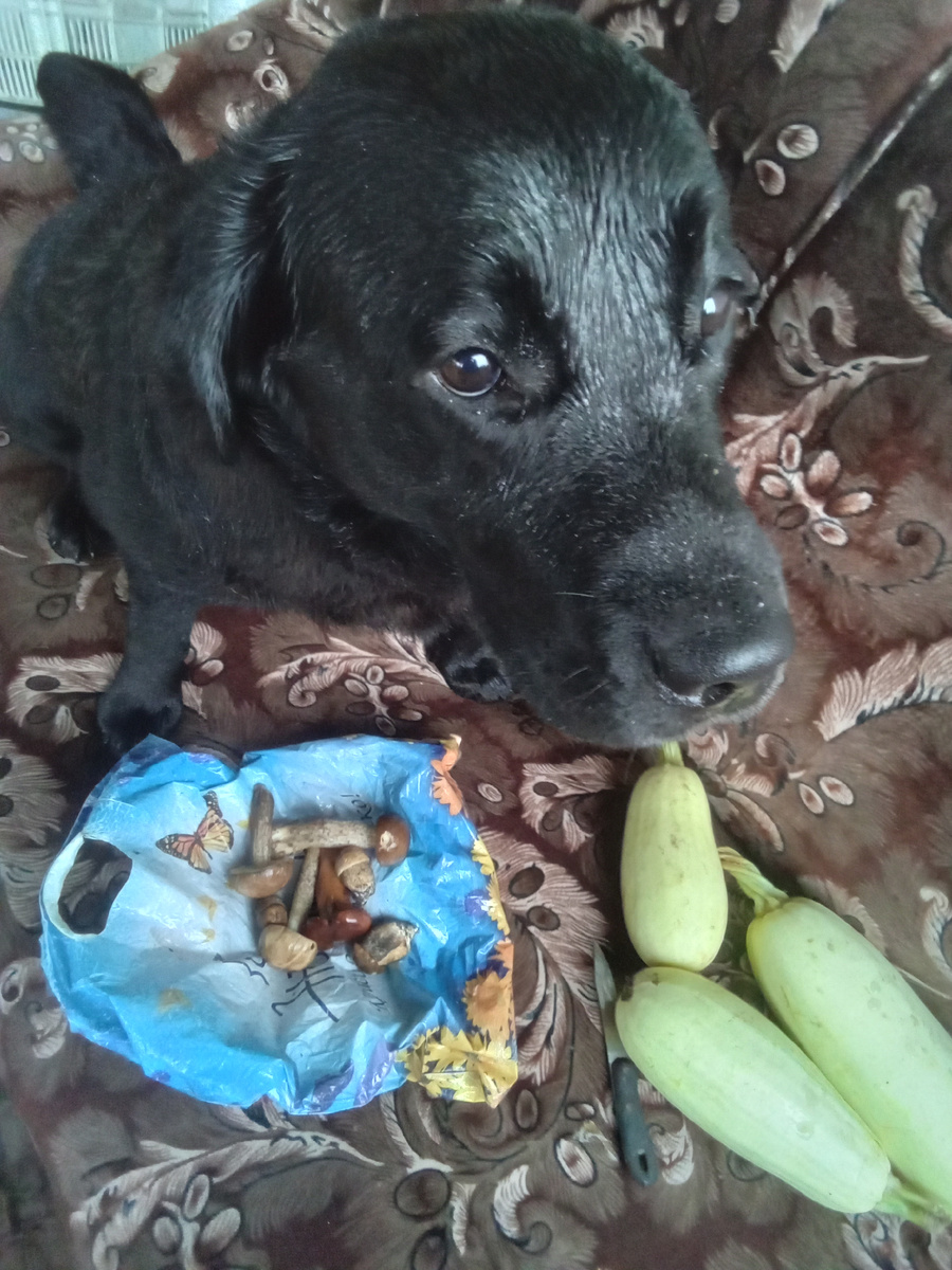 Фото автора. Один кабачок мой!-который самый толстый!