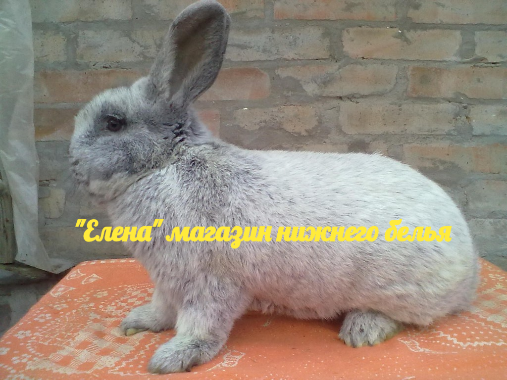 Фото автора. Мои красавчики 