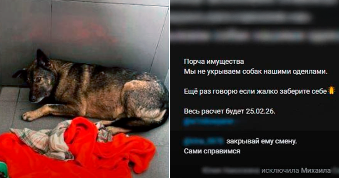 Додобоня, укрытая фирменным пледиком, а также переписка в рабочем чате Додопиццы. 