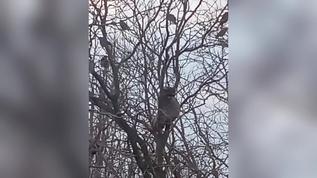    Фото t.me/chp_armavir123