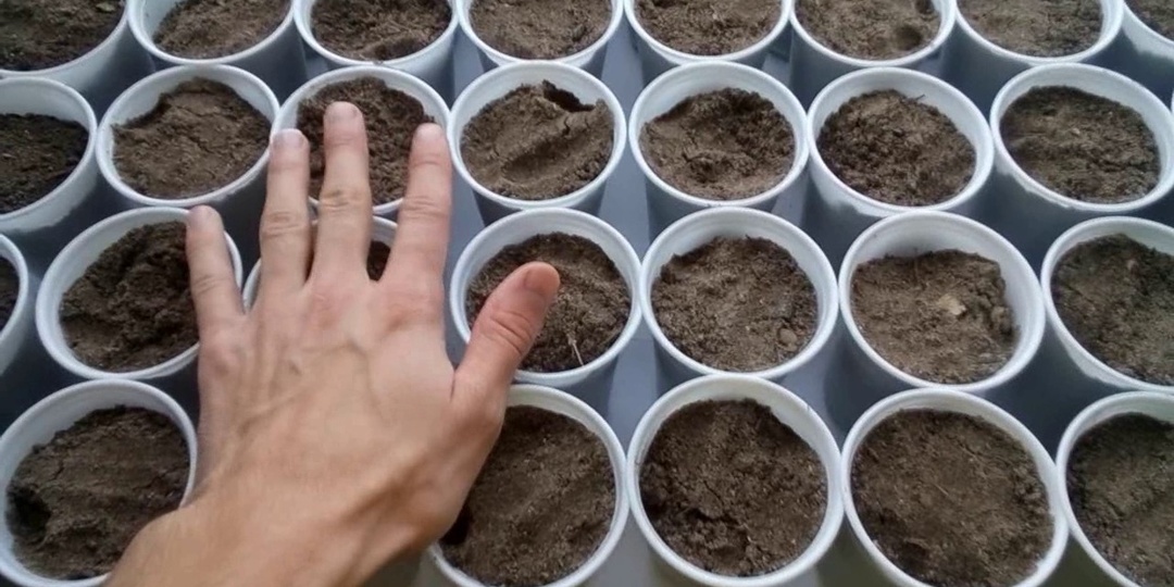 Секреты посадки помидор на рассаду.