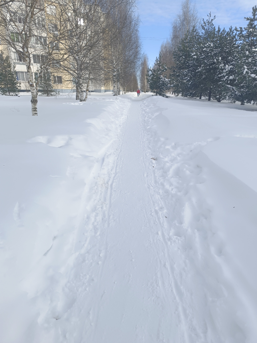 Обратите внимание до какого уровня стоят в снегу стволы берёз. А это уже взрослые 30 летние берёзы. 