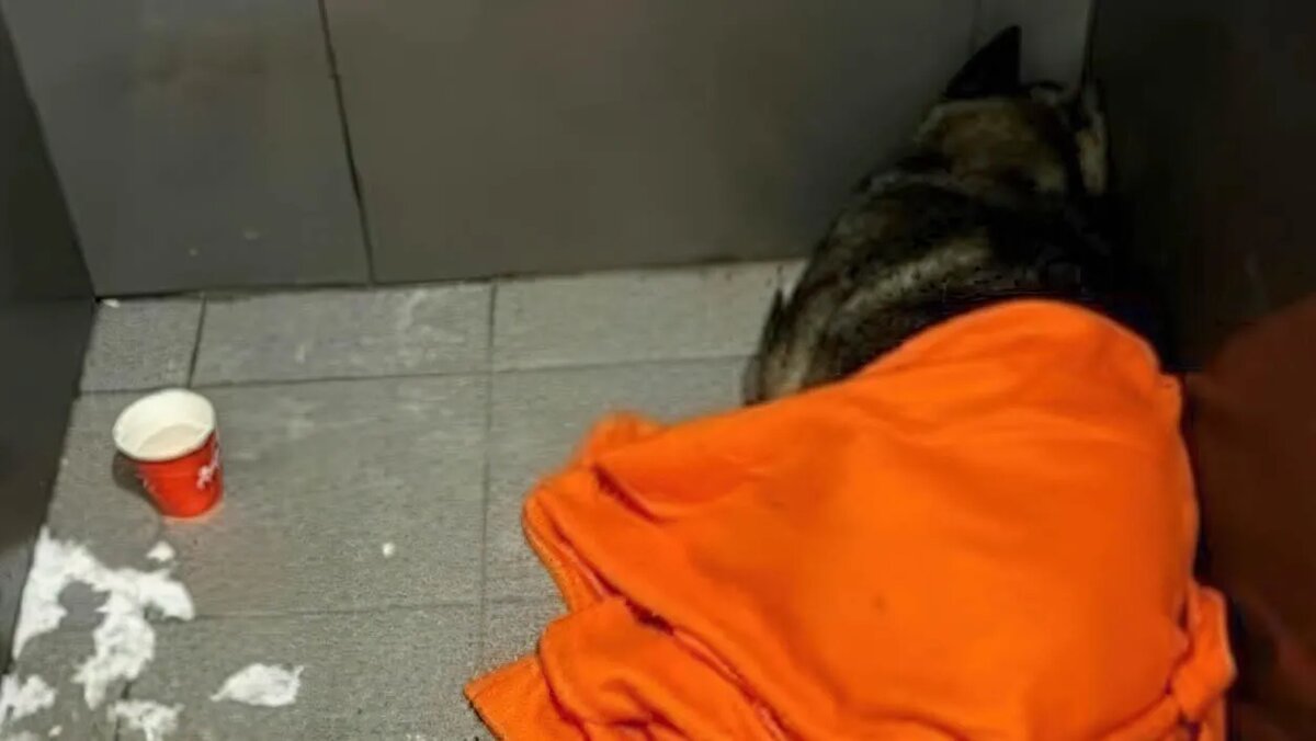 Источник: Яндекс Картинки Фото взято с сайта: https://media.360.ru/get_resized/yqrawi1fiCnGu3iUtu8Q0PUcnJ8=/1920x1080/filters:rs(fill-down):format(webp)/YXJ0aWNsZXMvaW1hZ2UvMjAyNi8yLzY2OTMxNTg1NjkxMjY1ODctZ2lnYXBpeGVsLWxvdy1yZXNvbHV0aW9uLXYyLTJ4LmpwZWc.webp?w=1920