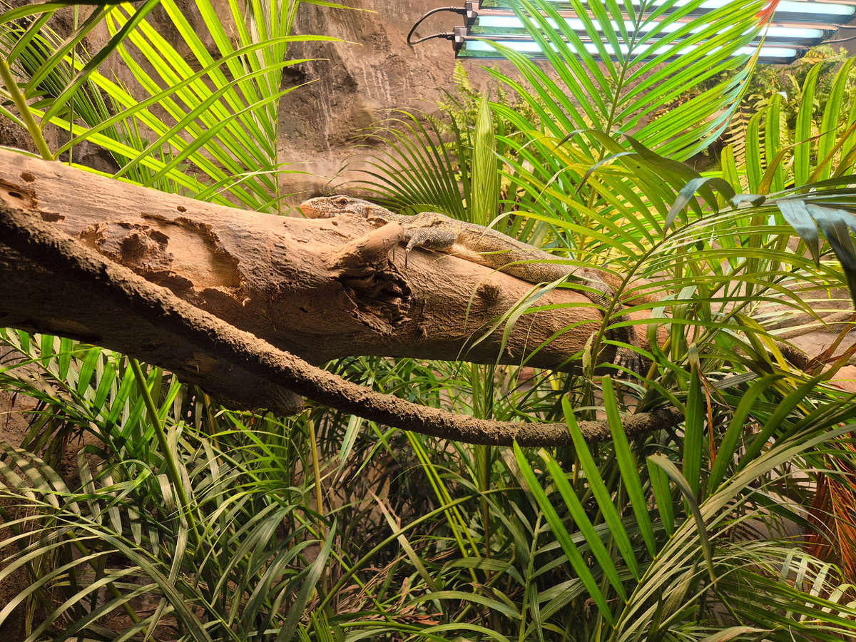 найди ящерицу