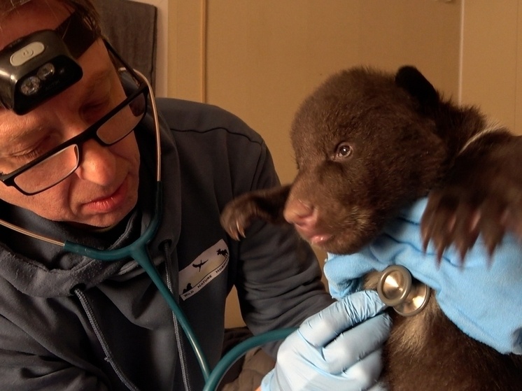     фото: Центр спасения медвежат