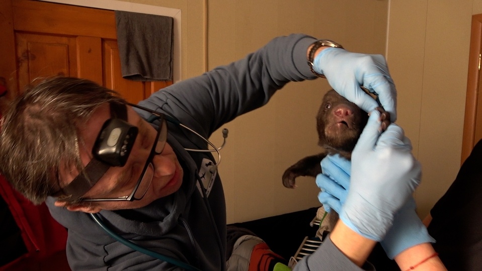     фото: Центр спасения медвежат