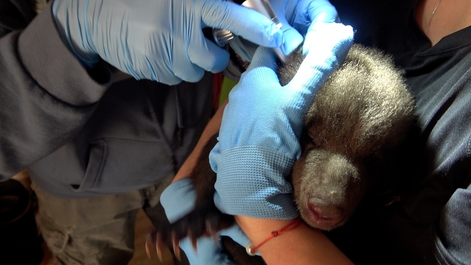     фото: Центр спасения медвежат