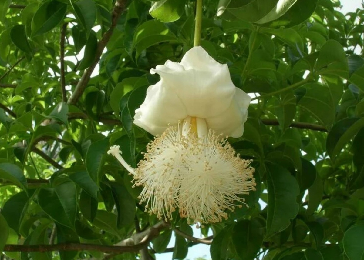 Цветок баобаба