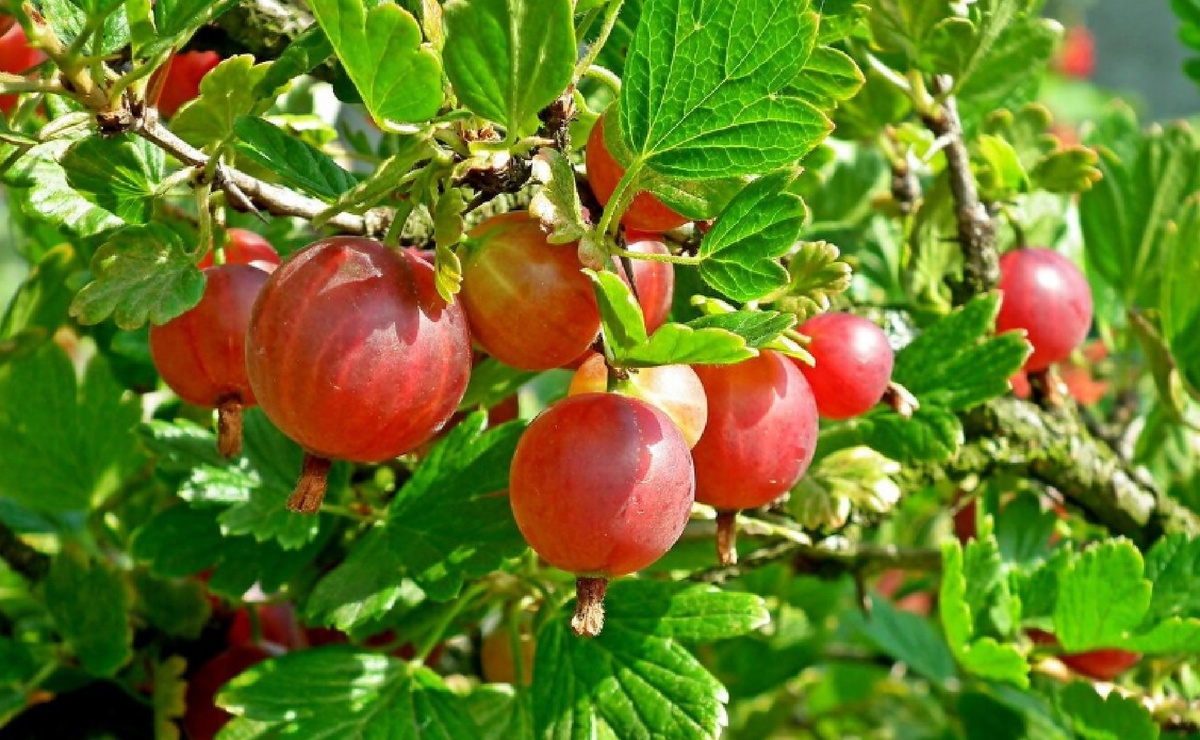 Богатый урожай крыжовника гарантирован: Пошаговый план ухода на весь год. Как вырастить богатый урожай крыжовника
