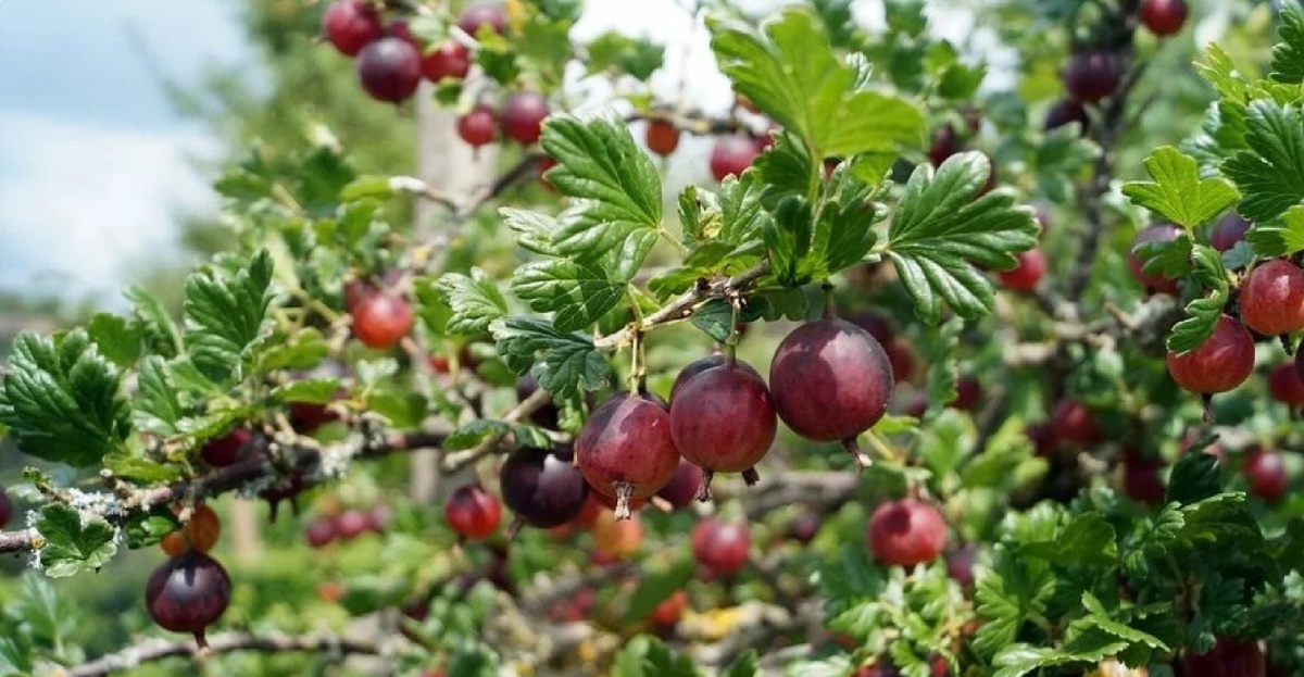 Богатый урожай крыжовника гарантирован: Пошаговый план ухода на весь год. Как вырастить богатый урожай крыжовника