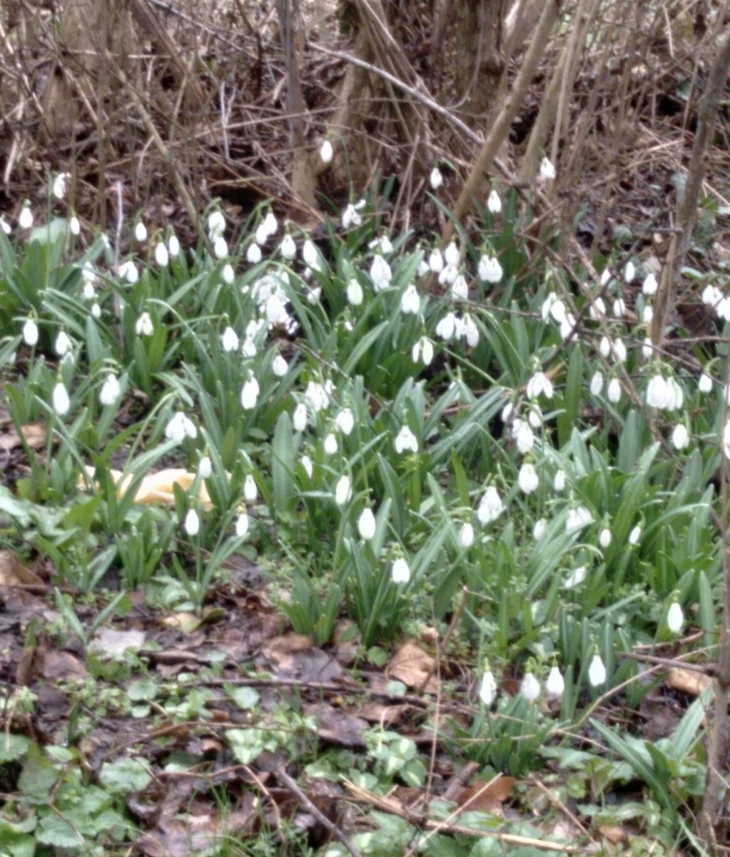 Подснежники