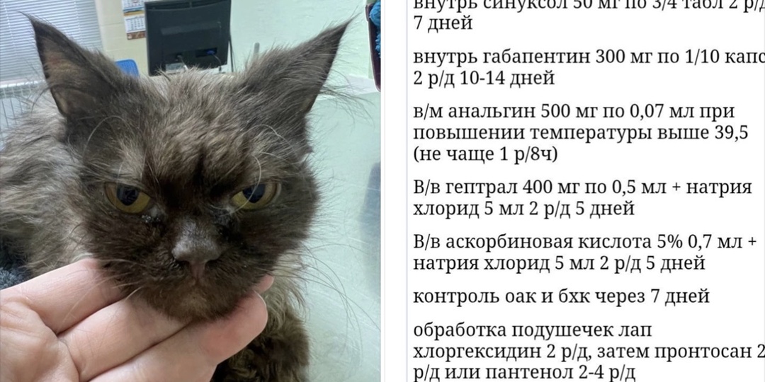 Громкая история прогремела, про Фунтика все стали забывать.