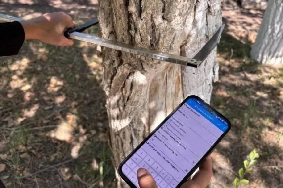    В Заволжском районе Ульяновска проведут инвентаризацию зелёных насаждений