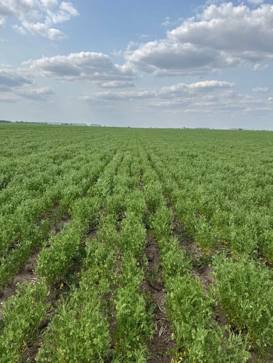    На демонстрационных полях проводят исследования разных сортов семян Фото: Херсонский отдел «Донецкий» филиала Россельхозцентра