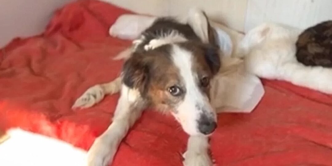 В Волгограде волонтеры просят помочь с оплатой передержки искалеченного пса