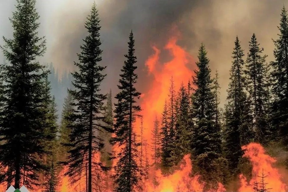    Фото: минприроды НСО