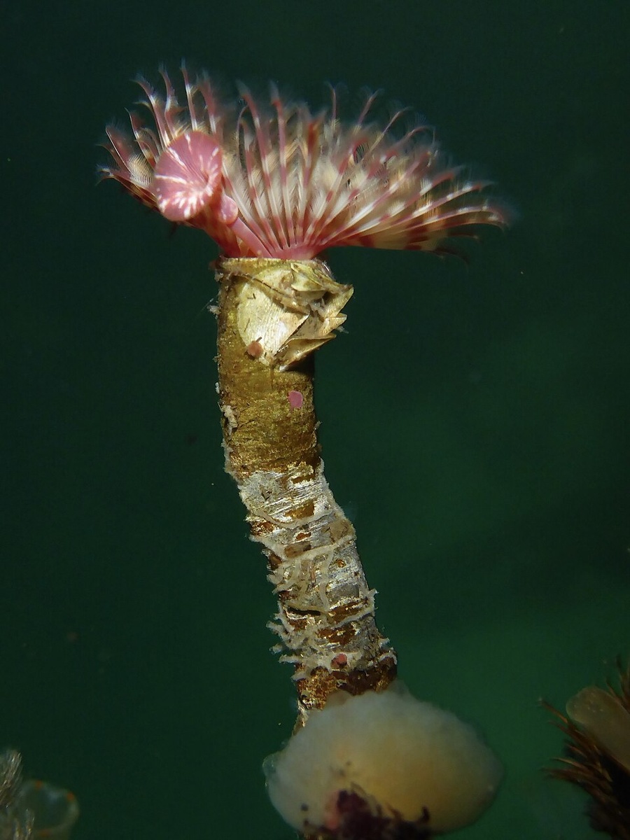 Серпула колумбийская