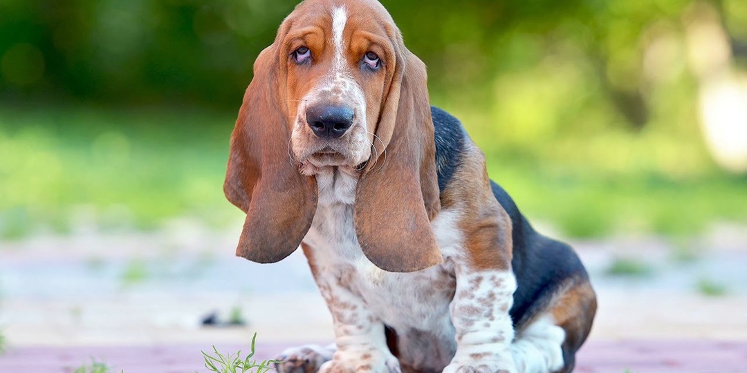 Самые Добрые Собаки в Мире!