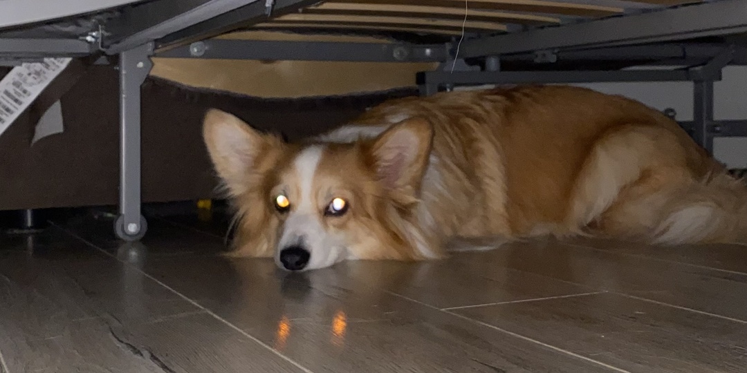 «Где угодно, только не в лежанке»: 5 любимых мест, где обожает спать ваша собака