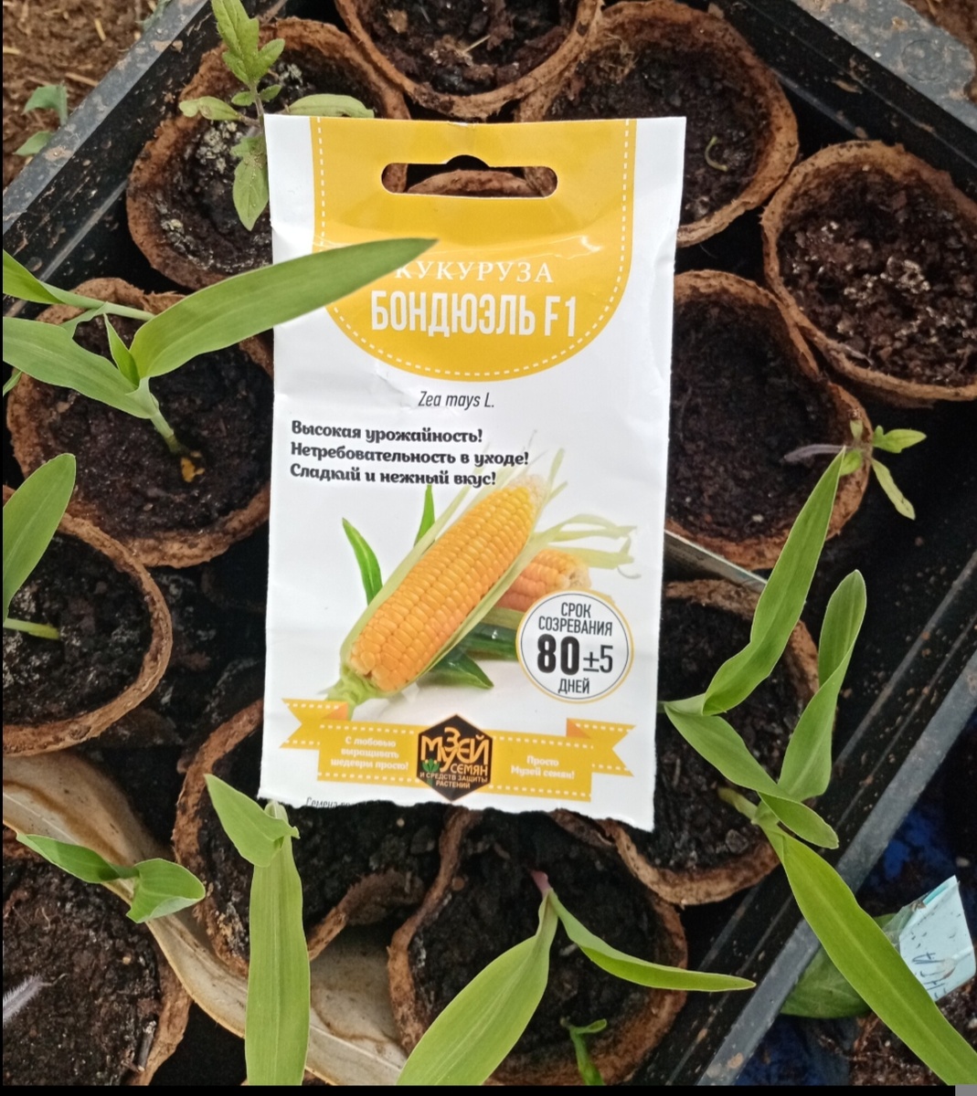 Кукуруза рассадой - такого вы ещё не пробовали.