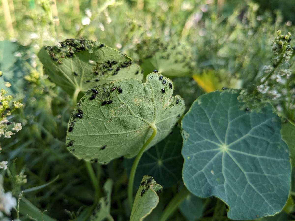 Крестоцветная блошка на настурции