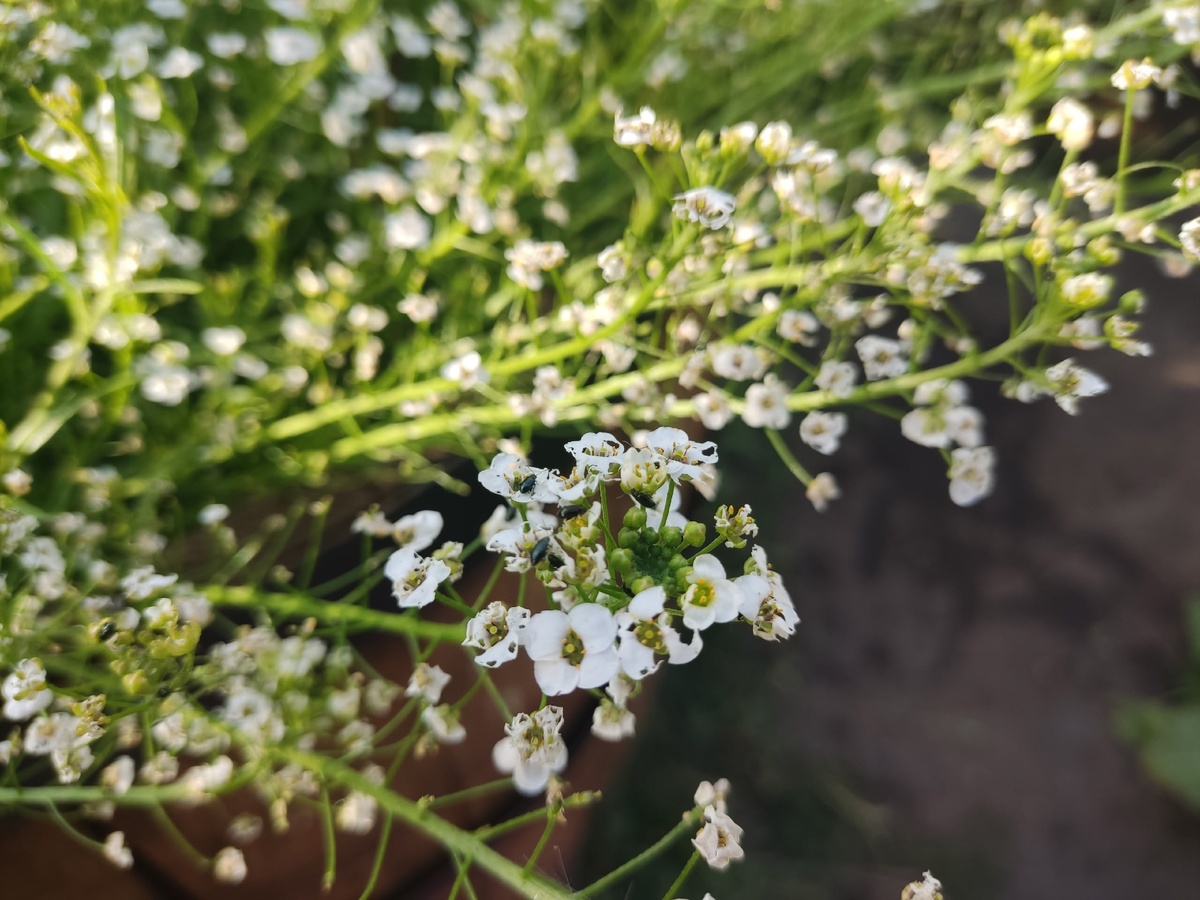 Крестоцветная блошка на алиссуме