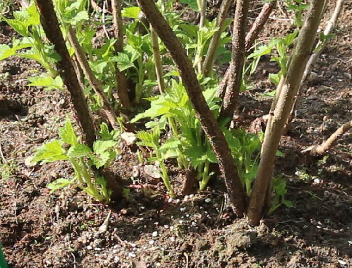 Весенний перезапуск кустов чёрной смородины