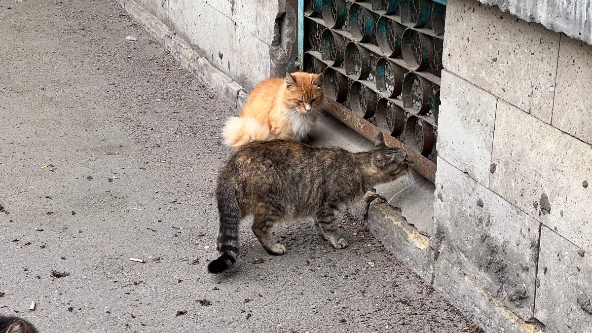 Фото: Neva.Today/Дарья Вовк
