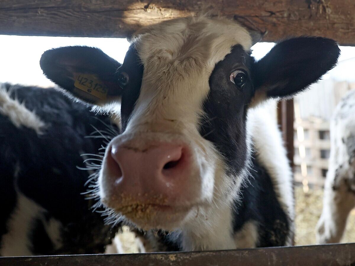    Бык | © РИА Новости / Виталий Тимкив