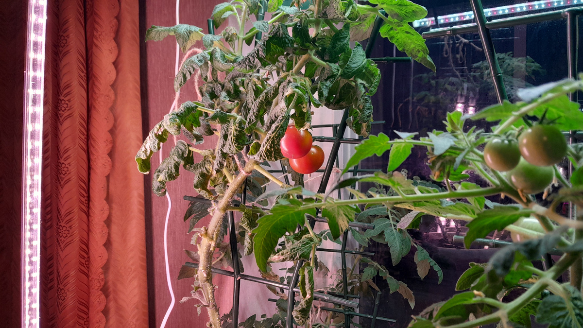 И второй помидор покраснел, почти догнал первый