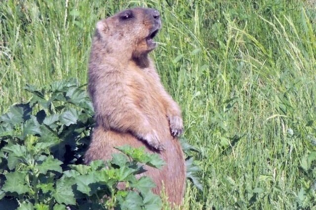    Этот пушистый предсказатель погоды скоро проснётся. Фото: Официальный сайт государственного природного заповедника "Присурский"