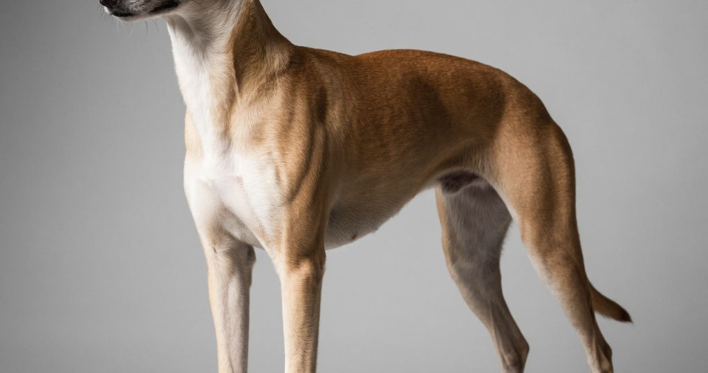 ТОП-5 идеальных пород собак для городской квартиры