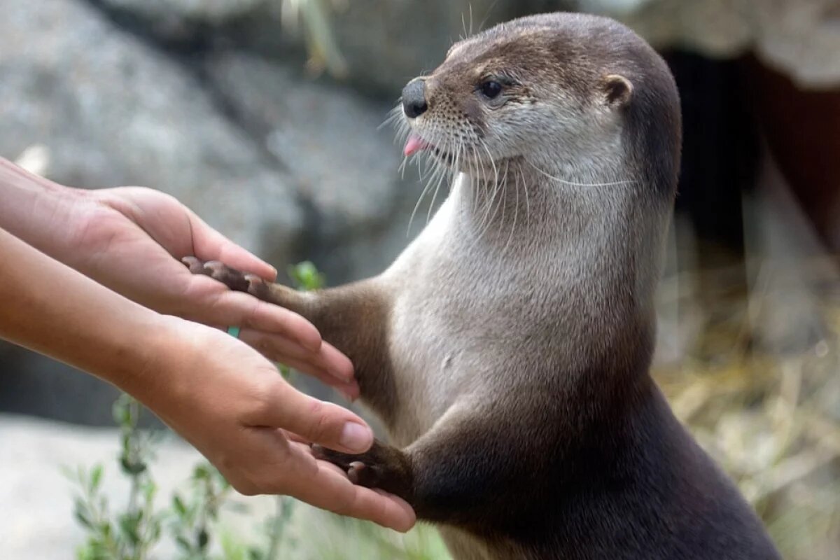    Около 2000 норок и 300 выдр насчитали в заказниках Красноярского края