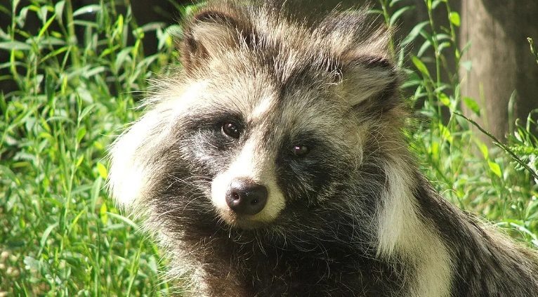    Фото: wikipedia.org | I, Pkuczynski / CC BY-SA 3.0 Дарья Дейвальд