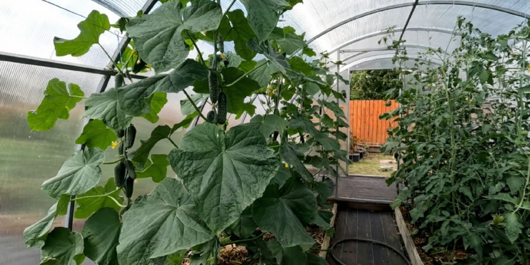 Три чудесных сорта, которые не требуют прищипывания и почему мы перестали формировать огурцы и получили рекордный урожай