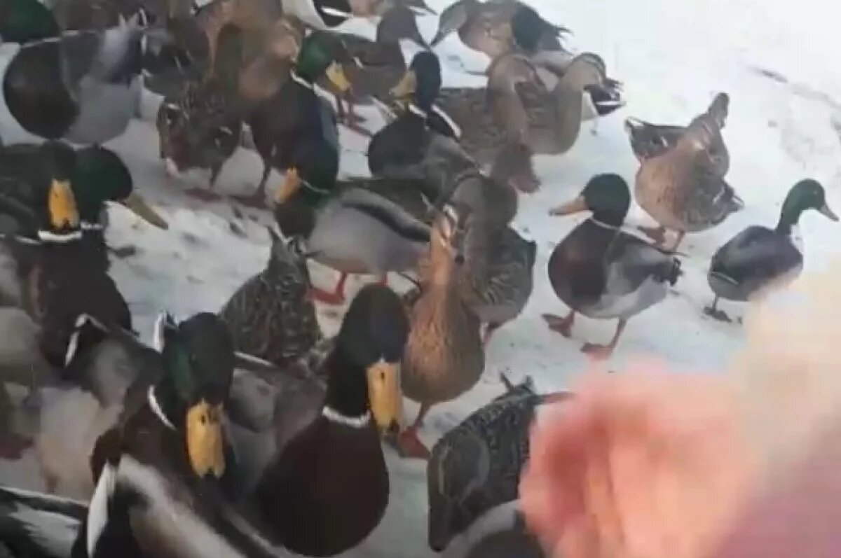    Массовое нашествие голодных уток наблюдается у Московского вокзала в Туле