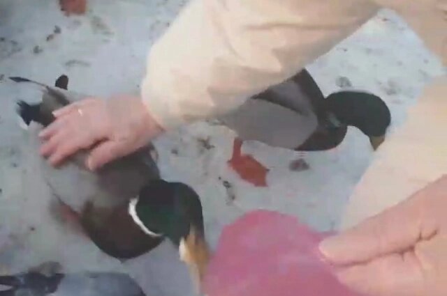    Фото: АиФ в Туле/ Олег Бондарь