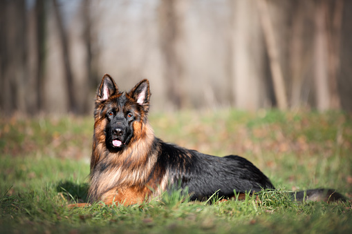 Собака по гороскопу: кто ваш идеальный «хвостик» и почему звезды не врут