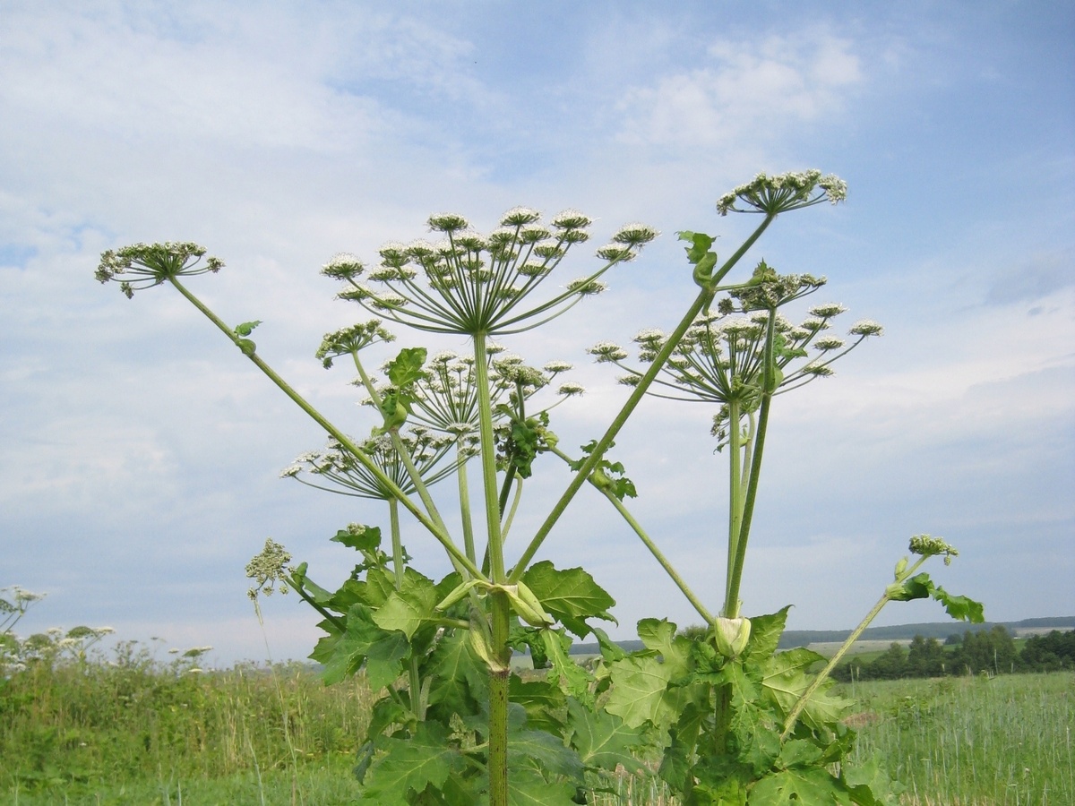 Теперь и ты, борщевик, иноагент. 