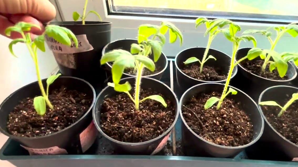 рассада томатов