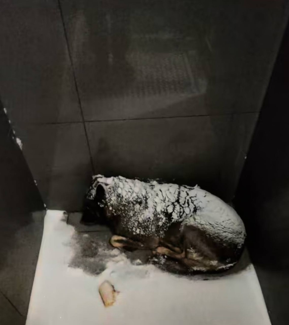    Так ДодоБоня жила в закутке пиццерии полтора года. Фото: соцсети